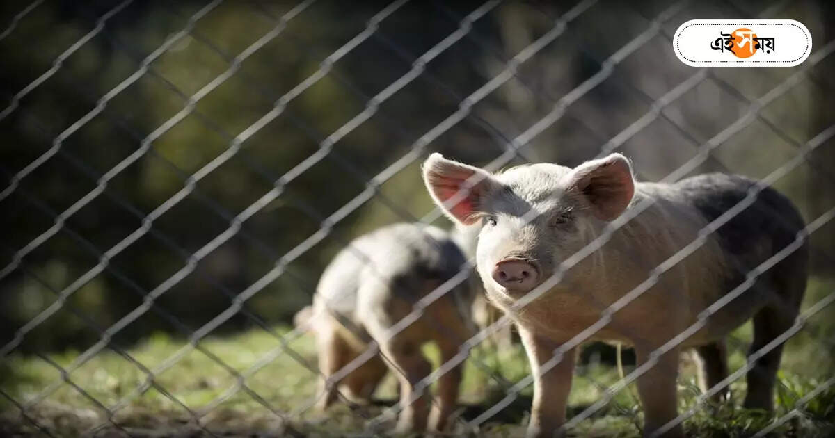 Pig Farming : শূন্য থেকে শুরু করে স্বপ্নের উড়ান সিদ্ধার্থর – a young man named siddharth rai of jalpaiguri is earning 40 to 50 lakh rupees per month from pig farming