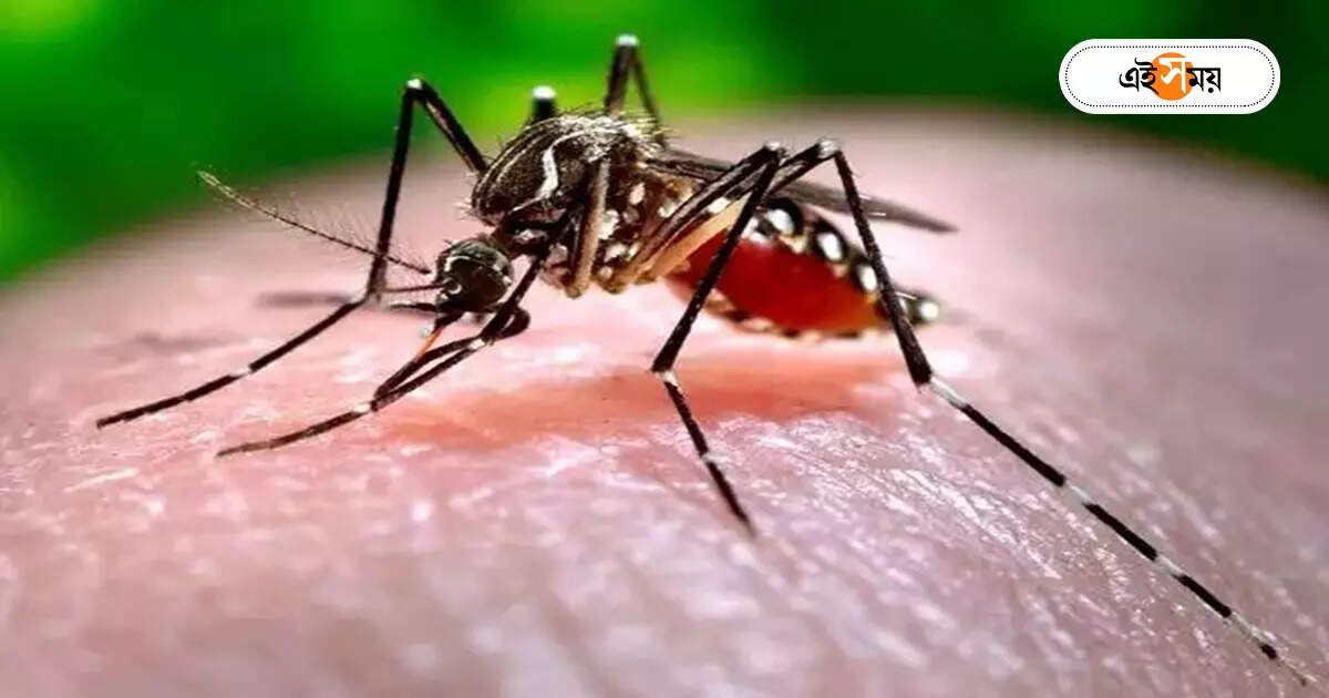 ৭ জেলায় লাফিয়ে বাড়ছে ডেঙ্গি, রোগীদের একগুচ্ছ পরামর্শ স্বাস্থ্যকর্তাদের ৭ জেলায় লাফিয়ে বাড়ছে ডেঙ্গি, রোগীদের একগুচ্ছ পরামর্শ স্বাস্থ্যকর্তাদের