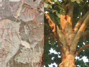 Gensidig Stadion buffet ram name on the branches of miraculous tree in takpura nirankar ayodhya,  अयोध्या में चमत्कारी पेड़!