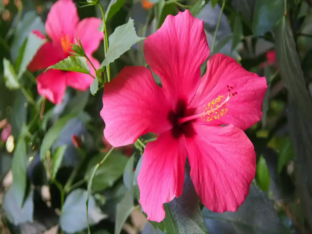 uses-of-hibiscus-flower-for-hair-in-hindi-best-flower-site