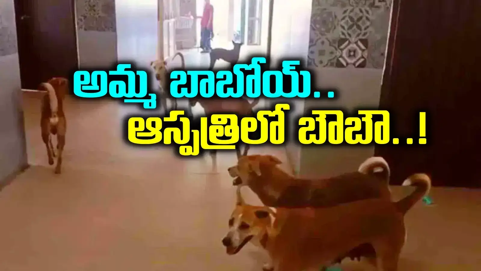 ఆస్పత్రిలో ప్రత్యేక అతిథులు.. గజగజా వణికిపోయిన పేషెంట్లు.. మరీ ఇంత దరిద్రమా..?