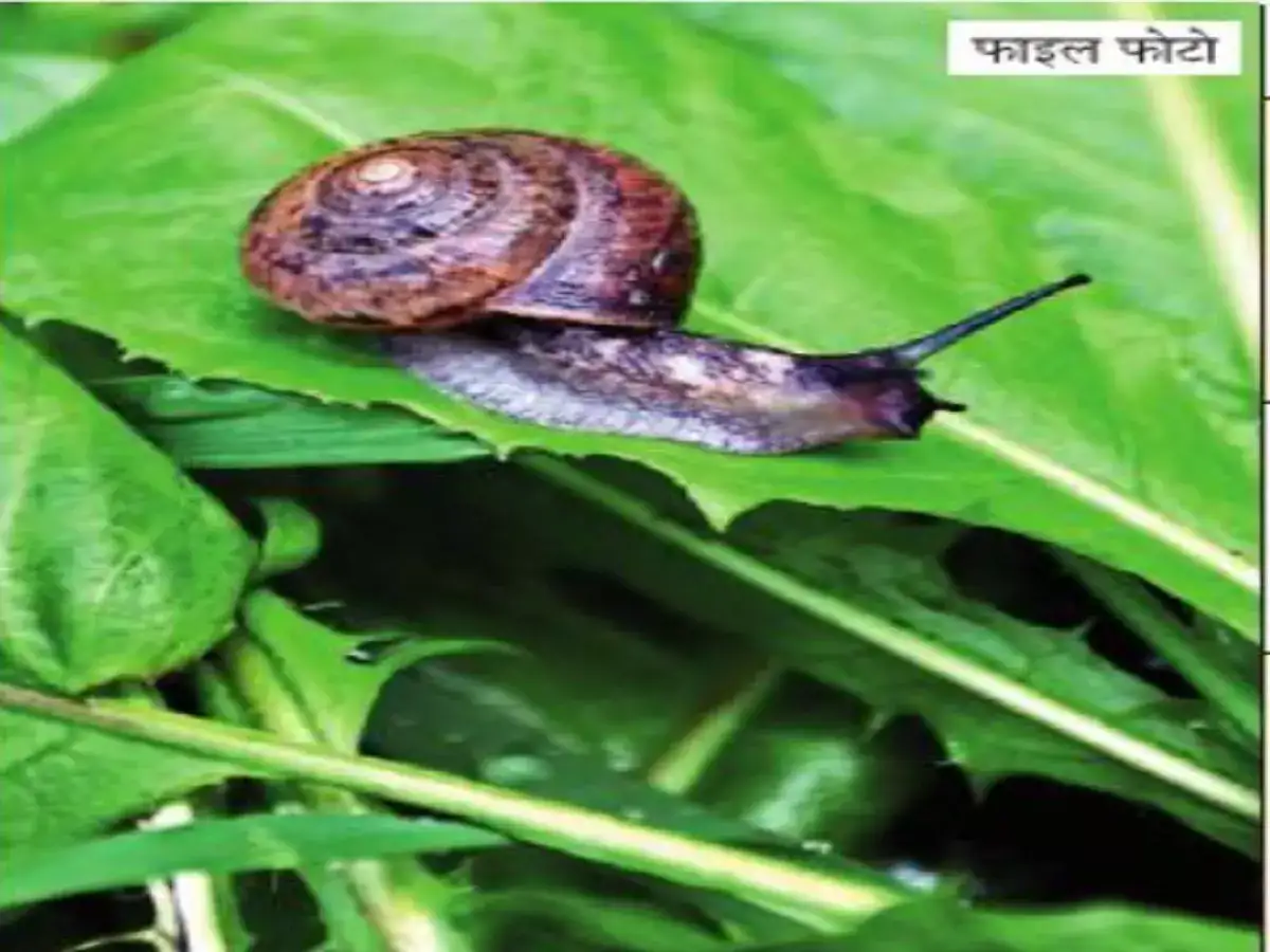 शेतकऱ्यांनो पिकांवर गोगलगायींचं आक्रमण? घाबरु नका, नियंत्रणासाठी कृषि विभाग करतंय मार्गदर्शन शेतकऱ्यांनो पिकांवर गोगलगायींचं आक्रमण? घाबरु नका, नियंत्रणासाठी कृषि विभाग करतंय मार्गदर्शन