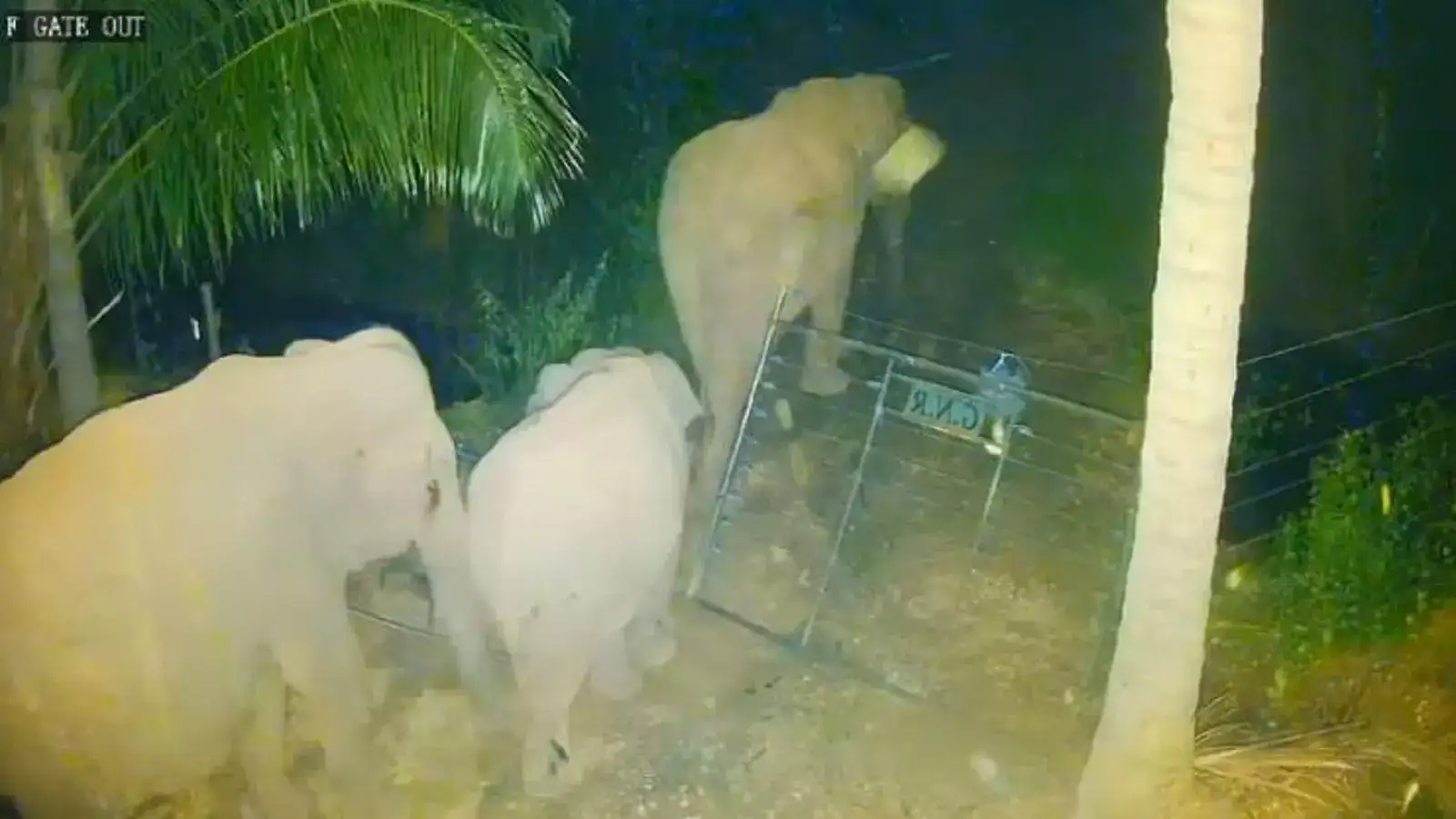 மேட்டுப்பாளையம் அருகே காட்டு யானை கூட்டம்... மின் வேலி கதவை உடைத்து சேதம்! 