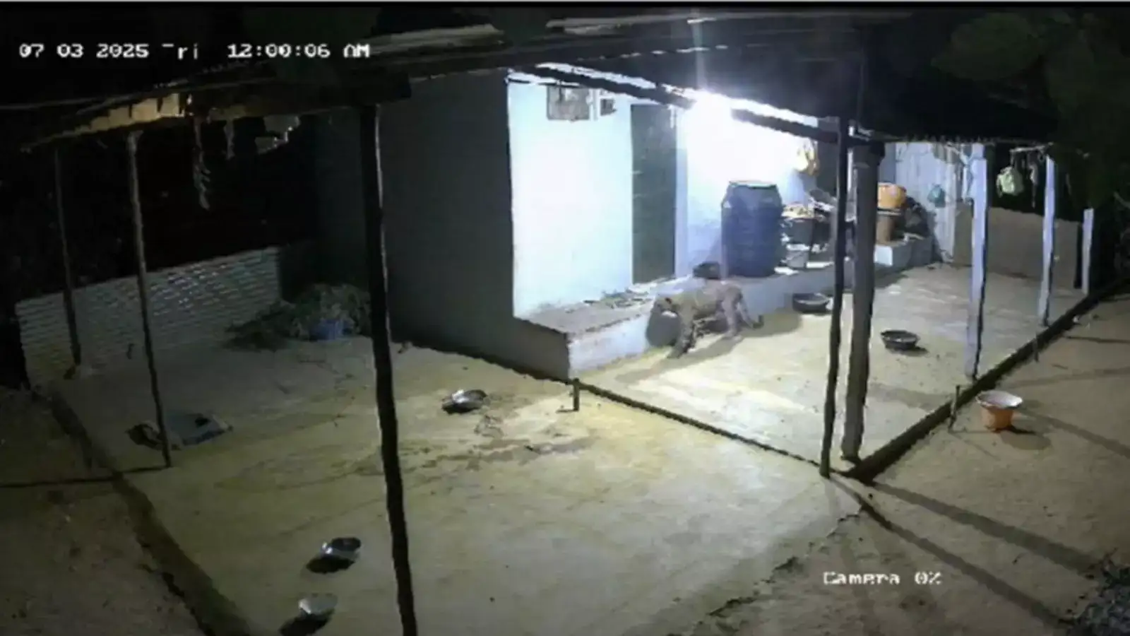 கோவையில் ஆடுகளை வேட்டையாட மீண்டும் ஊருக்குள் வந்த சிறுத்தை! வீடியோ வெளியாகி அதிர்ச்சி! 