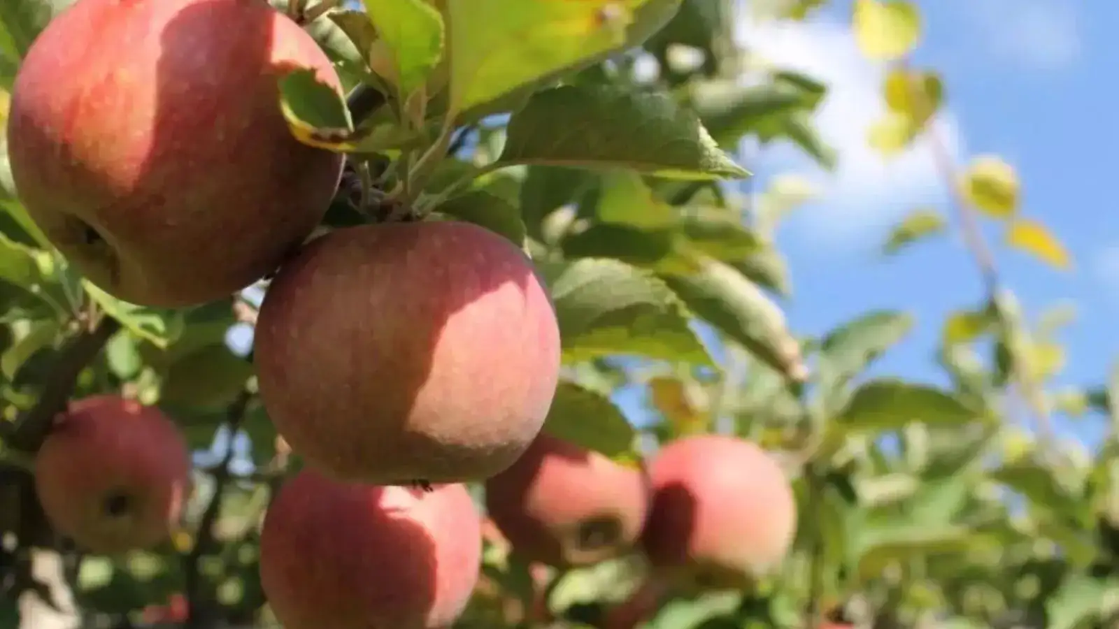 Uttrakhand Apple News,धराली के घावों पर मरहम लगाने की कोशिश, किसानों से सेब  की खरीद करेगी उत्तराखंड सरकार - uttarakhand government to buy produce from  apple growers in disaster-hit ...