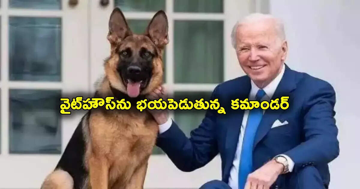 Biden’s pet Shunakama Majaka.. The dog bit the President’s security officers 11 times