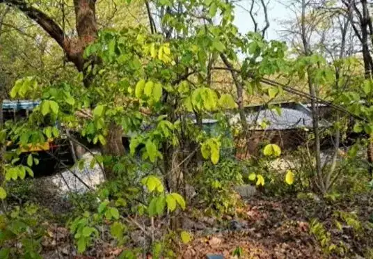 ஒடிசாவில் மீண்டும் ரயில் விபத்து: ஐந்து பெட்டிகள் தடம் புரண்டன- மக்கள் அதிர்ச்சி! 