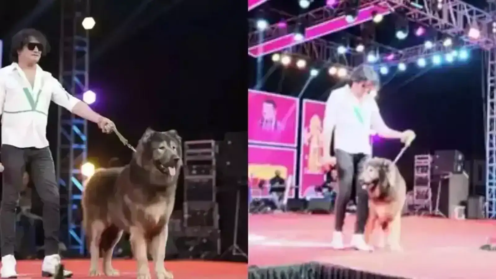 ஒகாமி என்ற ஓநாய் வகை நாய் 50 கோடி இல்லையா? அமலாக்கத்துறை சோதனையால் வெளிவந்த உண்மை! 