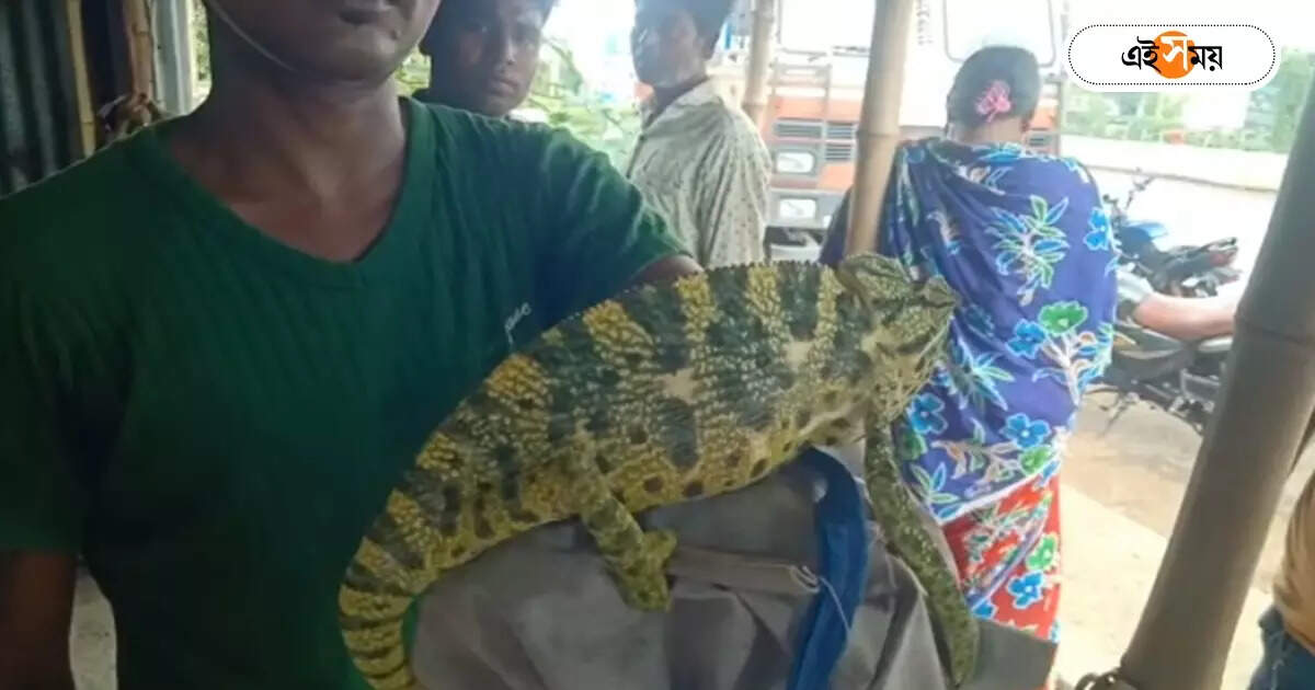 Hooghly News : পাহাড়ি এলাকা থেকে কলকাতায় পাচার? আরামবাগে রাইস মিল থেকে উদ্ধার ক্যামেলিয়ন – rare species of chameleon recovered from arambagh rice mill