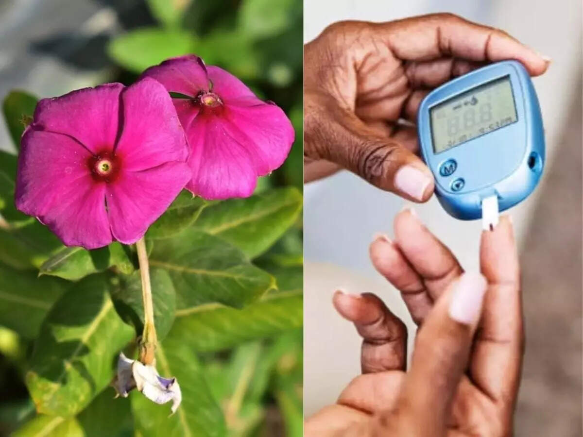 Sadabahar flower leaves used to control blood sugar level - शुगर की टेबलेट  बंद कर देगा ये फूल, डायबिटीज मरीज रोज चबाएं इसकी 3 से 4 पत्‍तियां