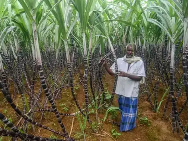 குறைந்தபட்ச ஆதரவு விலை உயர்வு.. திருப்தி அடையாத விவசாயிகள்! 