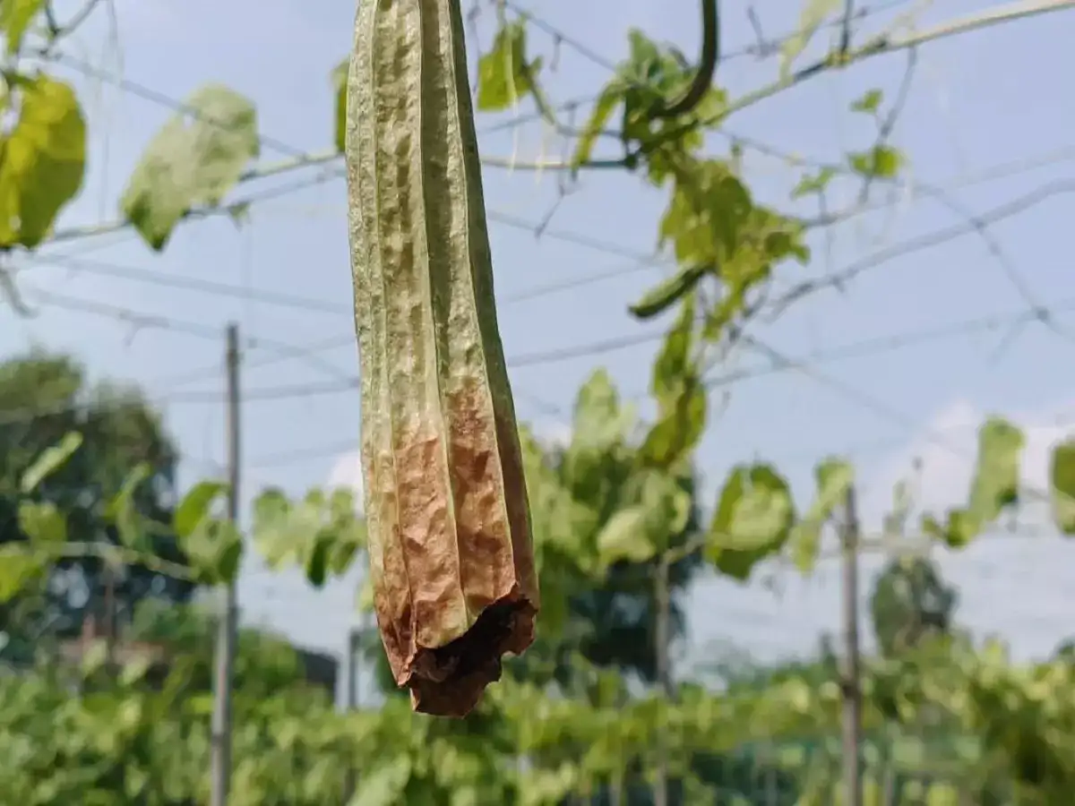 பீர்க்கங்காய் கொடிகளில் புதிய வைரஸ் - செங்கல்பட்டு விவசாயிகள் வேதனை 