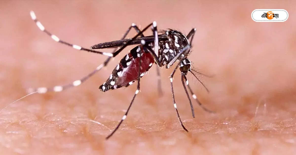 Dengue Fever : অতীতের যাবতীয় রেকর্ড ভেঙে দিয়ে লাখের পথে ডেঙ্গি – number of dengue cases surpassed last year during durga puja