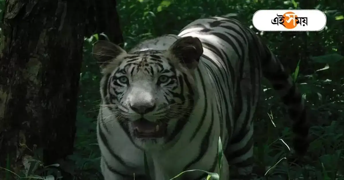 White Tiger In West Bengal: ঘরে আসছে নতুন অতিথি, সিসিটিভির নজরদারিতে হবু মা কিকাকে রাখা হল অন্তঃপুরে – white tiger kika of siliguri bengal safari will give birth to tiger cubs