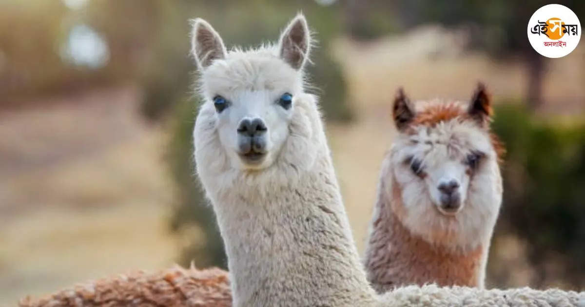 পাচারের আগে সীমান্ত থেকে উদ্ধার আলপাকা – bsf rescued south american alpaca from india bangladesh border