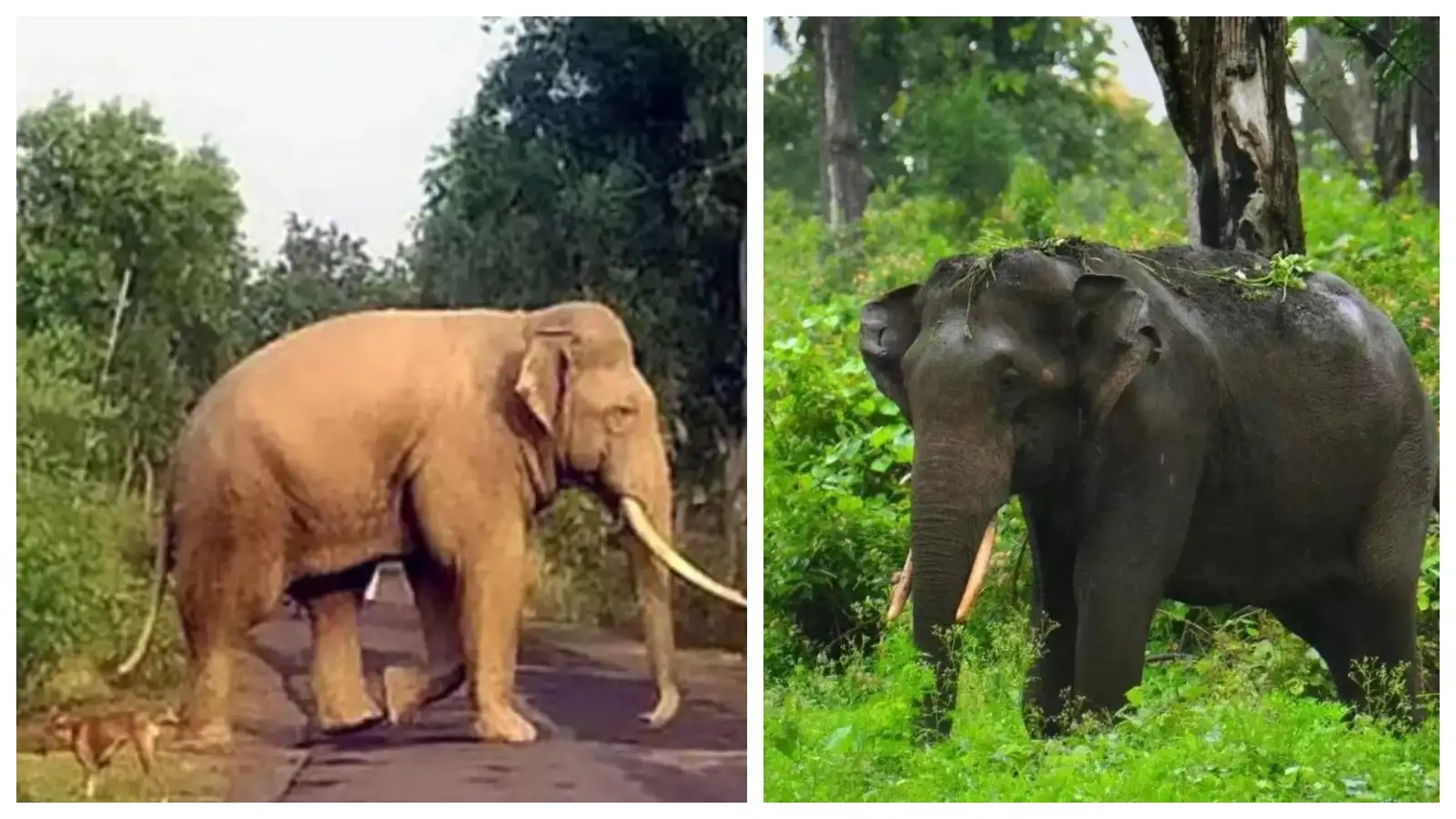 Person killed in elephant attack in Bengaluru; ₹20 lakh compensation announced for family
