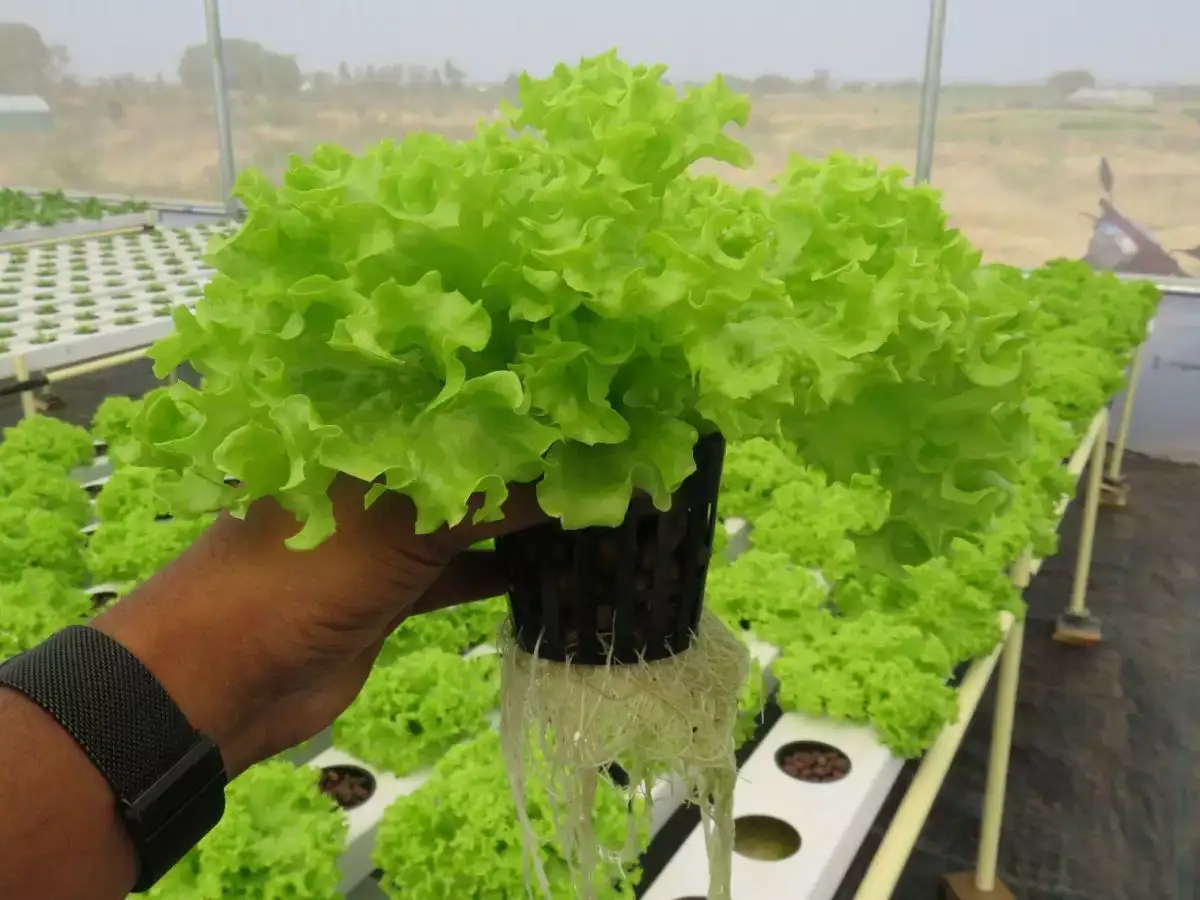 Hydroponics Technique: à¤¨à¤¹à¥à¤ à¤¹à¥à¤à¥ à¤®à¤¿à¤à¥à¤à¥ à¤à¥ à¤à¤°à¥à¤°à¤¤, à¤à¤¸ à¤¤à¤à¤¨à¥à¤ à¤¸à¥ à¤¸à¤¿à¤°à¥à¤« à¤ªà¤¾à¤¨à¥ à¤¯à¤¾ à¤à¤à¤à¤¡à¤¼ à¤¸à¥ à¤à¥ à¤à¤¾ à¤¸à¤à¤¤à¥ à¤¹à¥ à¤à¥à¤¤à¥ - what is hydroponics technique know in hindi - Navbharat Times