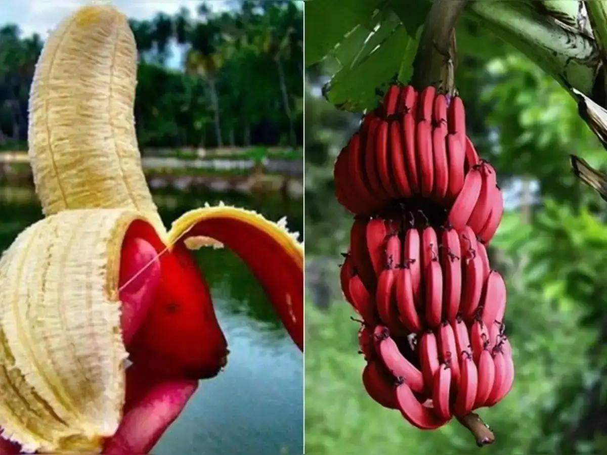 Sevalai Red Banana Eating Health Benefits : தொடர்ந்து 21 நாள் செவ்வாழை பழம் ...