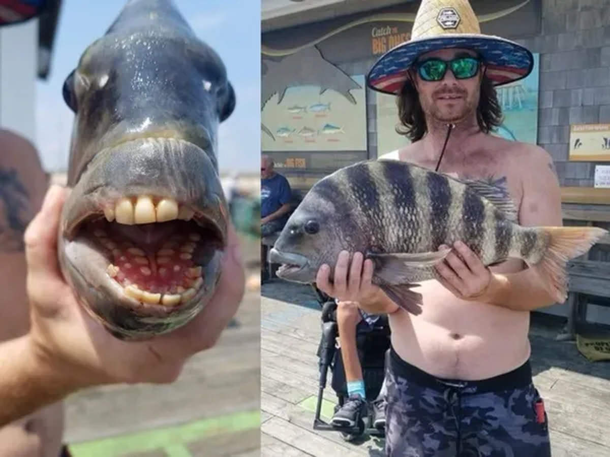 Viral Images of Fish with Bizarre Human Teeth Found in US: अजीब दांत वाली  मछली की तस्वीर वायरल