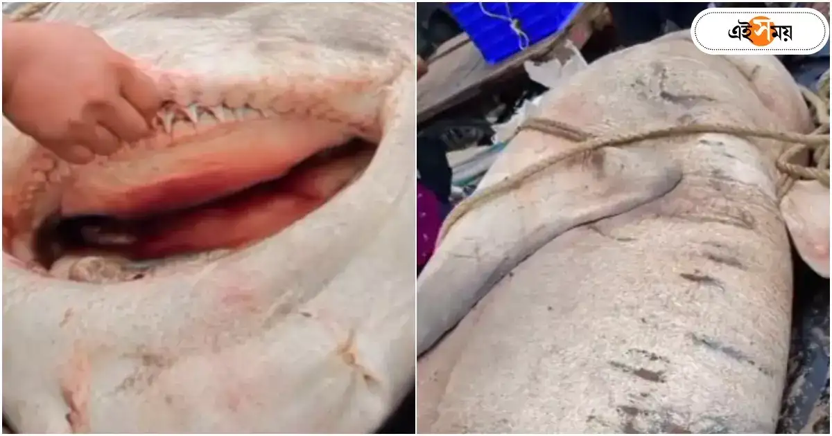 Digha Fish Market : দিঘায় ৬ কুইন্টালের ‘হাঙর’, সেলফি তোলার হুড়োহুড়ি পর্যটকদের – shark fish at digha mohana fish market and tourists are clicking selfie Digha Fish Market : দিঘায় ৬ কুইন্টালের ‘হাঙর’, সেলফি তোলার হুড়োহুড়ি পর্যটকদের – shark fish at digha mohana fish market and tourists are clicking selfie