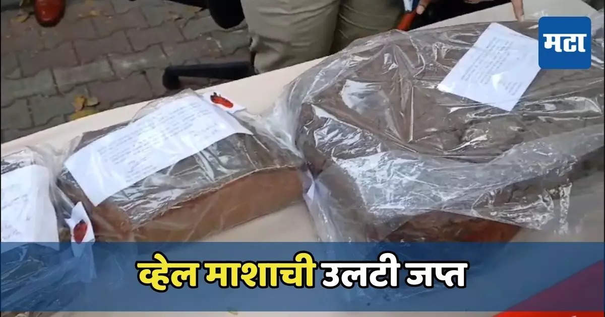 व्हेल माशाची उलटी जप्त, १९ कोटींचा मुद्देमाल हस्तगत करत तिघांना अटक, मिरज पोलिसांची कारवाई