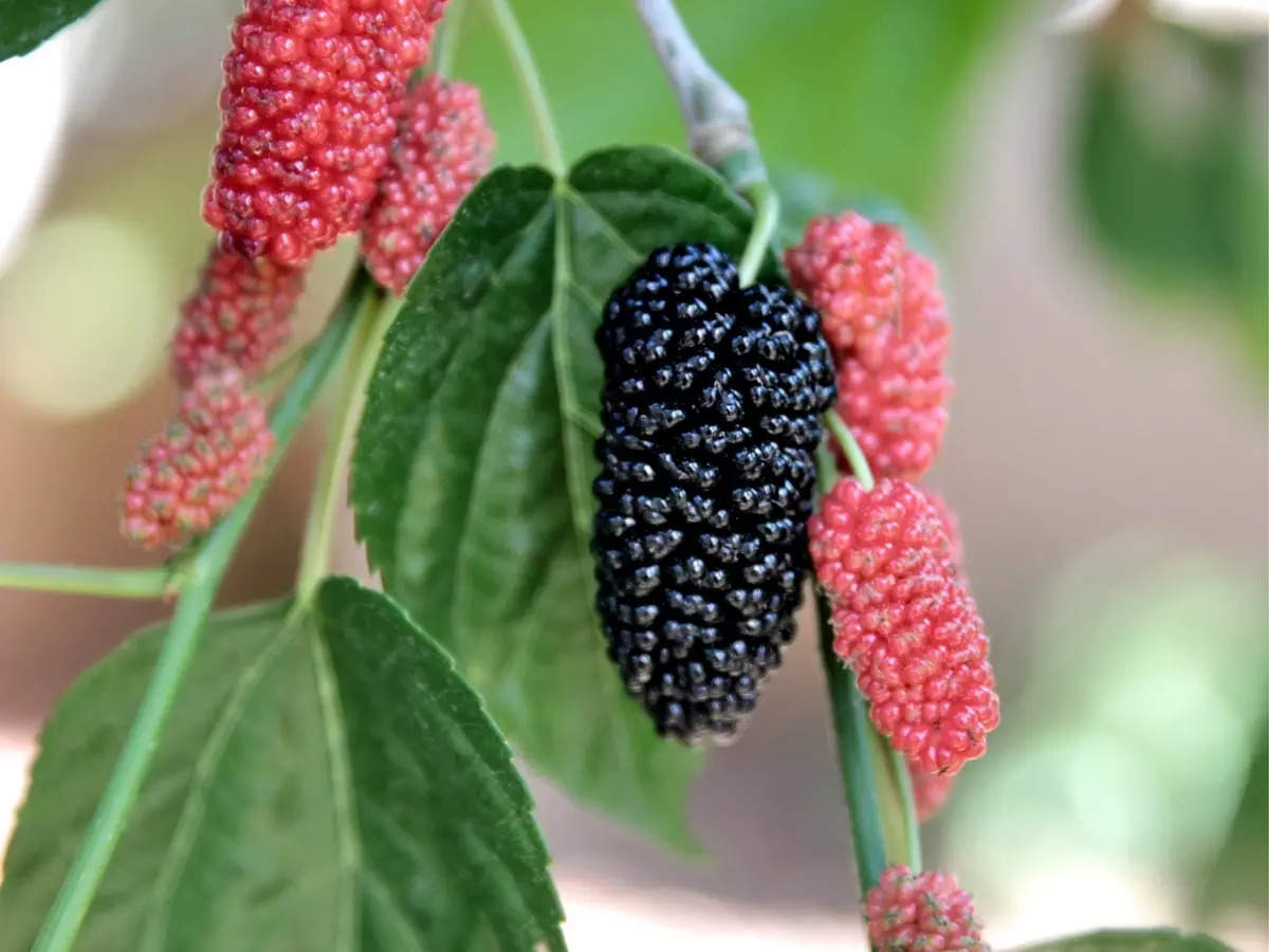 Mulberries Health Benefits: Check cancer with mulberry fruits..!