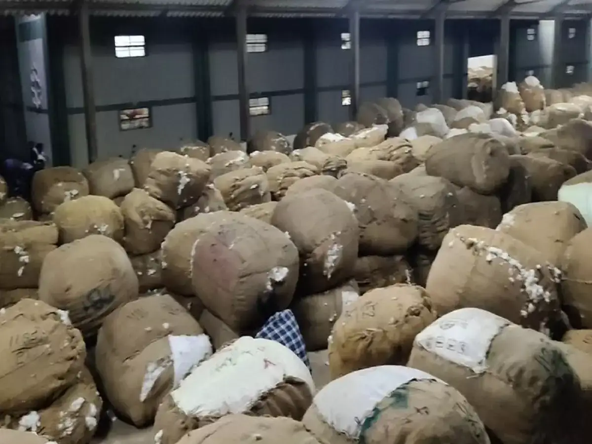 மயிலாடுதுறை: குறைவான தொகைக்கு பருத்தி ஏலம்... நஷ்டம் ஏற்பட்டதால் விவசாயிகள் வேதனை! 