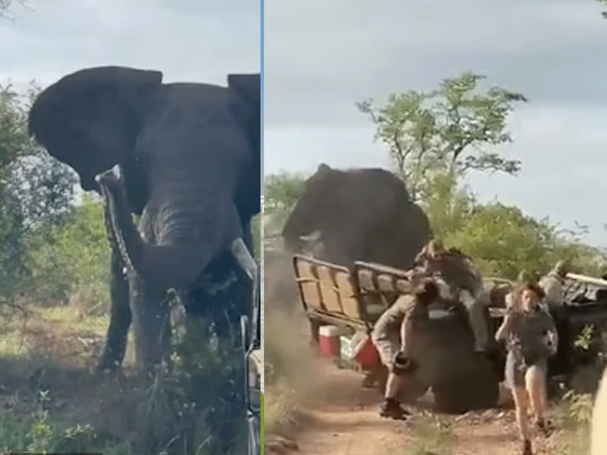 Sex Crazed Elephant Overturns Safari Jeep At South African Reserve Before  Screaming Passengers Escape - हथिनी के लिए मतवाले 13 फुट लंबे हाथी ने पलटी  जीप, जान बचाकर भागीं छात्राएं