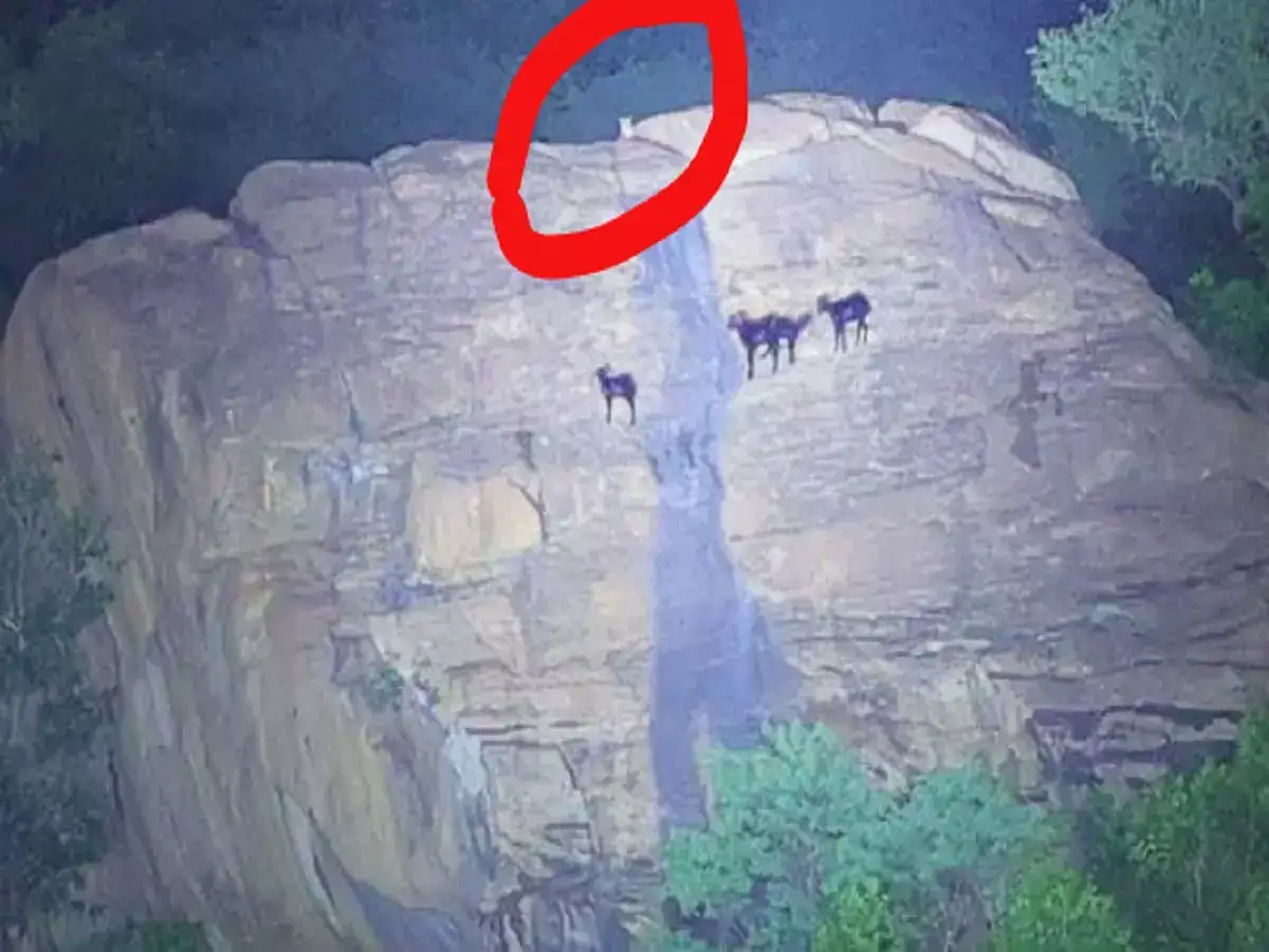 கேமராவில் சிக்கிய சிறுத்தை?... சேலம் காடையாம்பட்டி அருகே நடமாட்டம்... தீவிரம் காட்டும் வனத்துறை! 