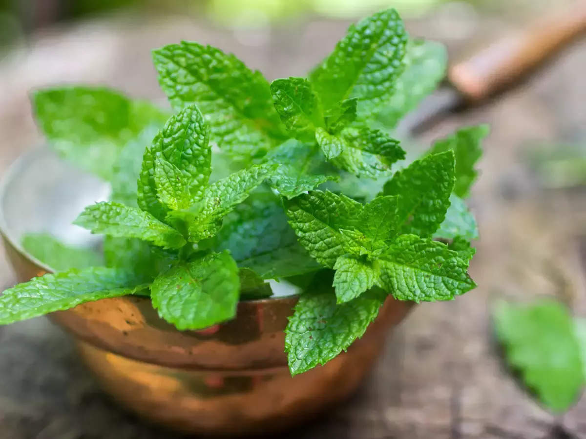 Mint Health Benefits