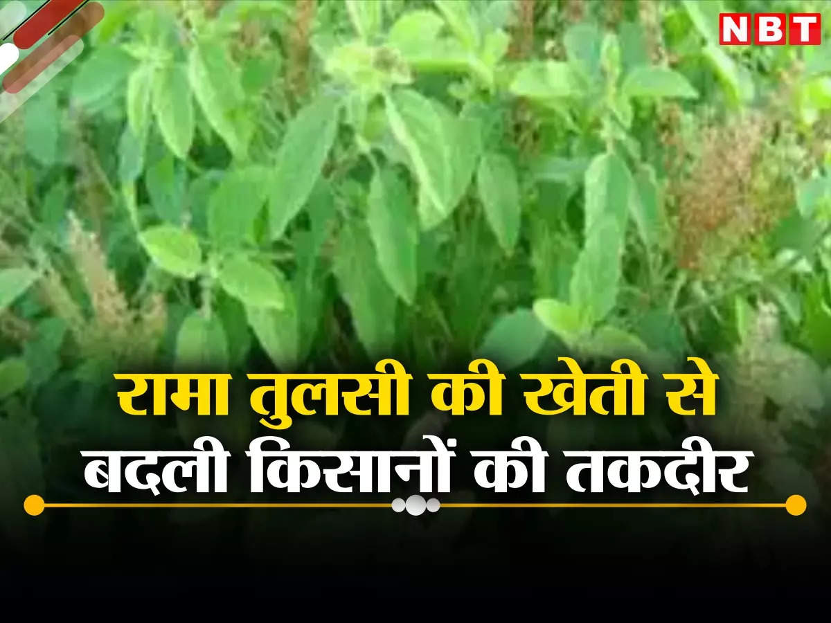 Rama tulsi or Krishna tulsi Which is healthier