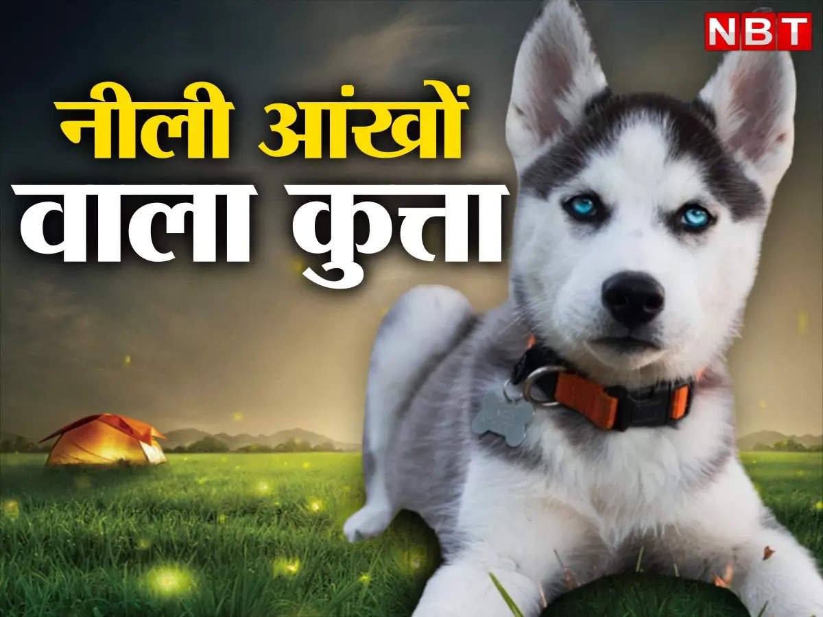 Dog hot sale in hindi