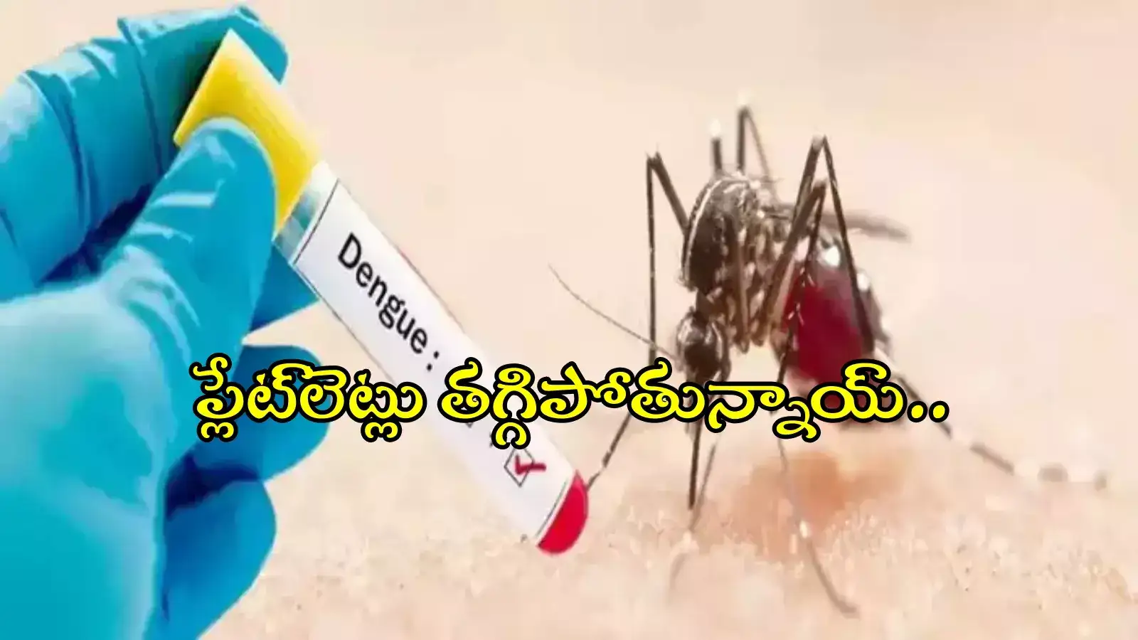 గ్రేటర్ హైదరాబాద్‌లో డెంగీ డేంజర్ బెల్స్.. భారీగా కేసులు, ఈ జాగ్రత్తలు తీసుకోండి