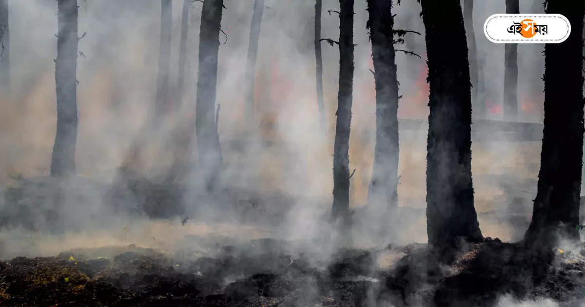 Forest Fire,জঙ্গলে আগুনের ঘটনা চল্লিশ, সচেতনতায় র‍্যালি বনকর্তাদের – bankura forest workers rally to awareness of forest fire