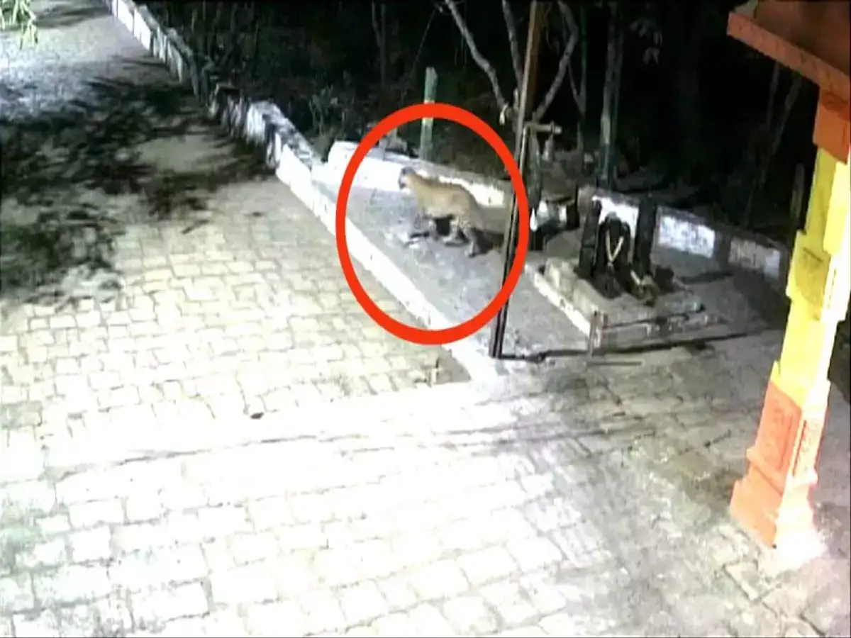 மருதமலை முருகன் கோவிலில் சிறுத்தை நடமாட்டம்! பக்தர்களே உஷார்..! 