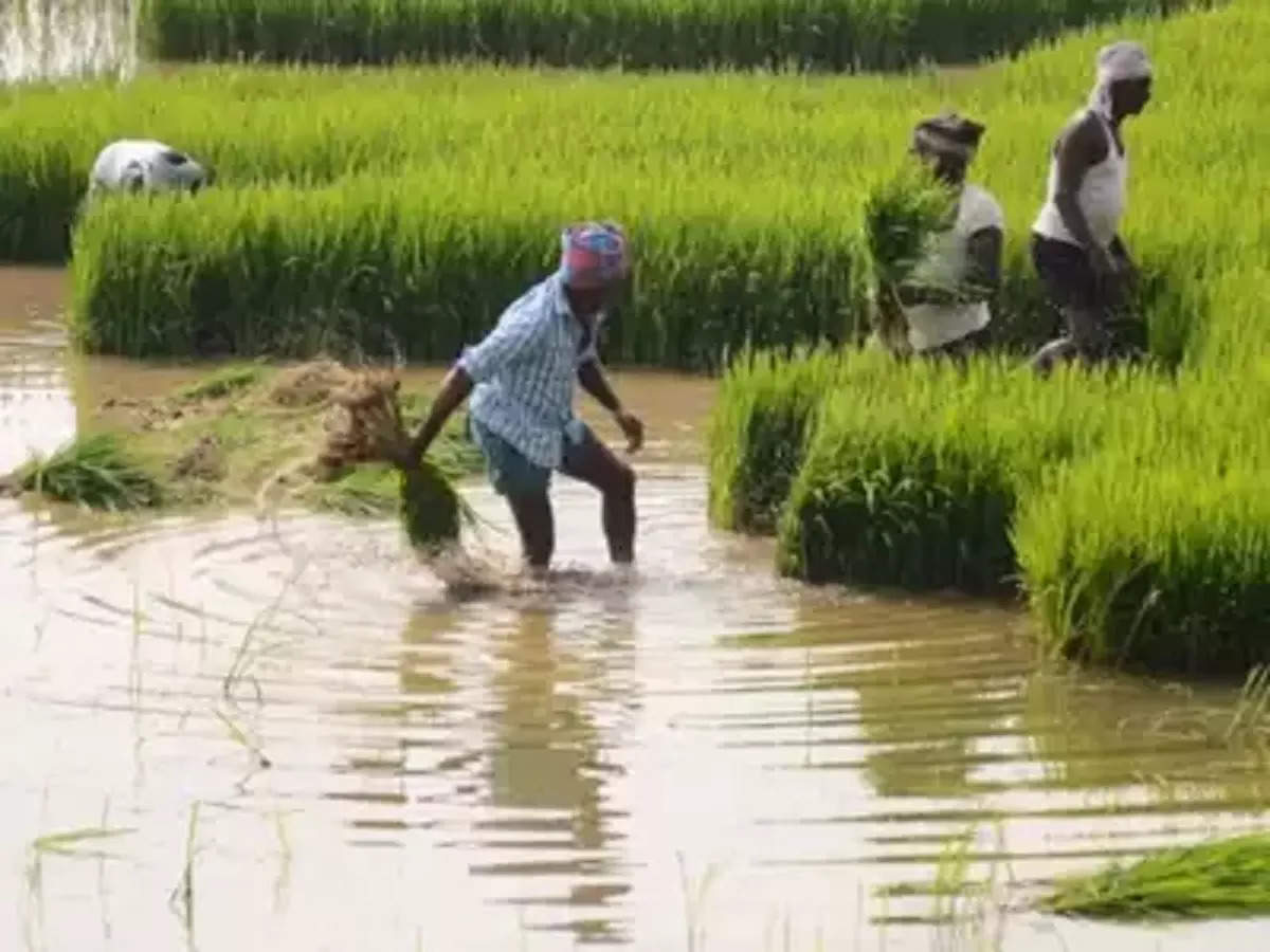 राज्यात यंदा रब्बीचा पेरा घटला! केवळ ३ टक्के क्षेत्रावरच पेरण्या, पावसामुळे हंगाम धोक्यात