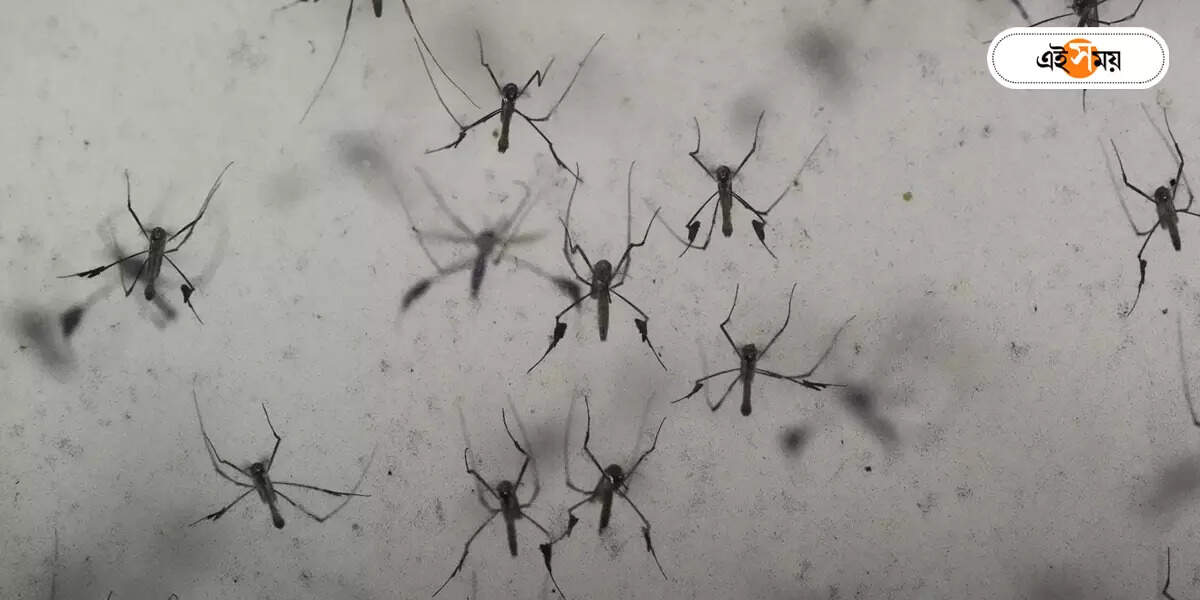 Dengue Fever : দক্ষিণ ছাড়িয়ে উত্তরেও সংক্রমণ বাড়ছে ডেঙ্গির – dengue infection is increasing in south to north kolkata
