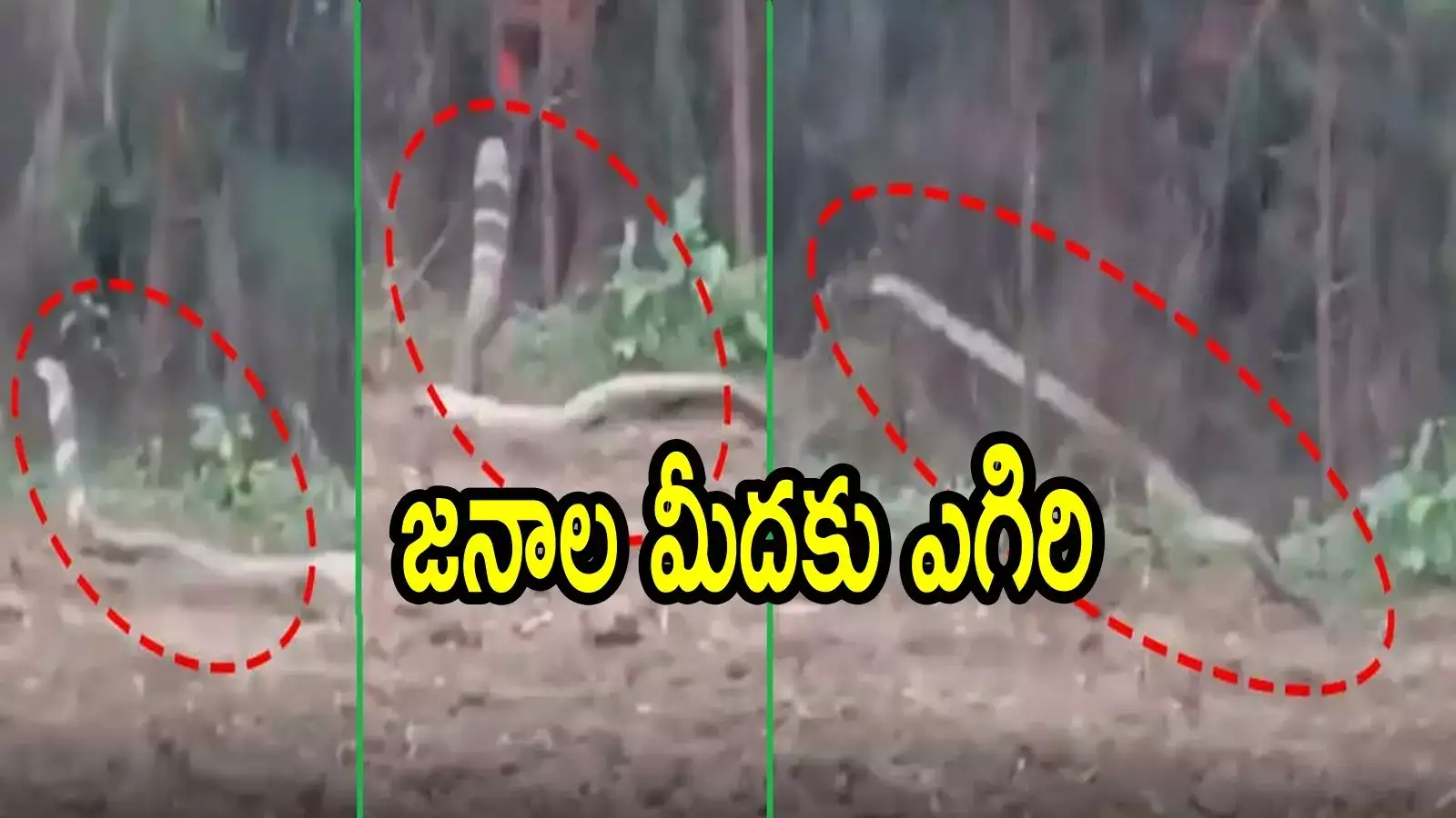 అనకాపల్లి: పొలంలో ప్రత్యక్షమైన గిరి నాగు.. అంత పొడవా, వీడియో చూస్తేనే గుండె ఆగిపోయేలా ఉందే