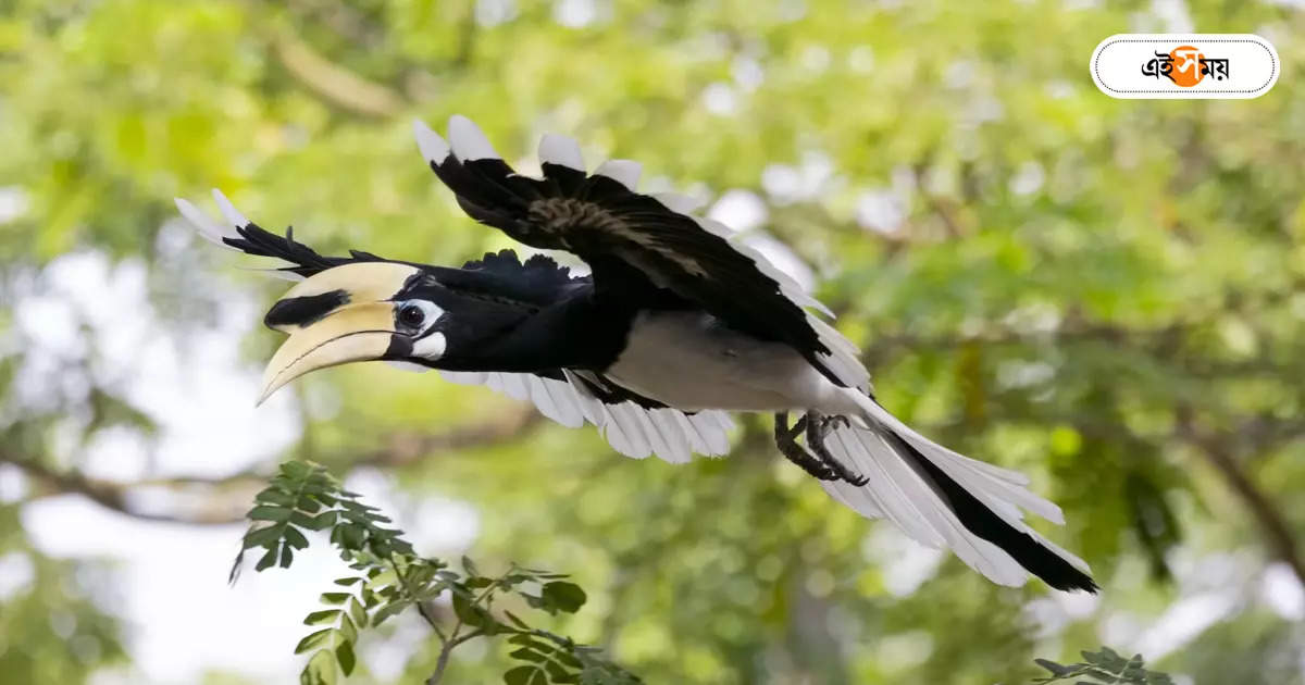 Hornbill Bird : হর্নবিলদের সংখ্যা বাড়াতে গড়ে দেওয়া হবে কৃত্রিম বাসা – buxa tiger reserve forest to install breeding houses for hornbill bird