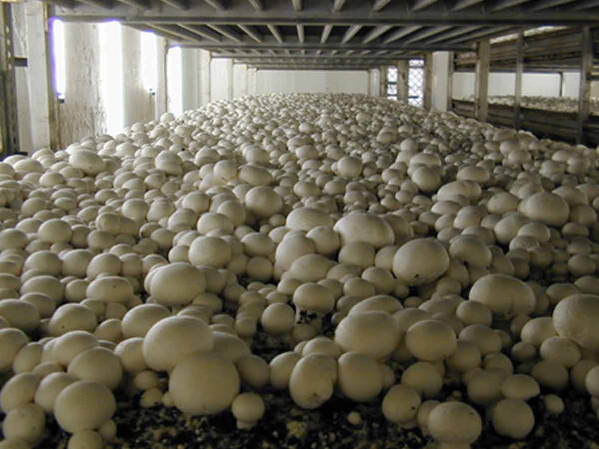 How to do mushroom farming and what are its benefits to health : कैसे करें  मशरूम की खेती और इससे स्वास्थ्य को होते हैं क्या फायदे