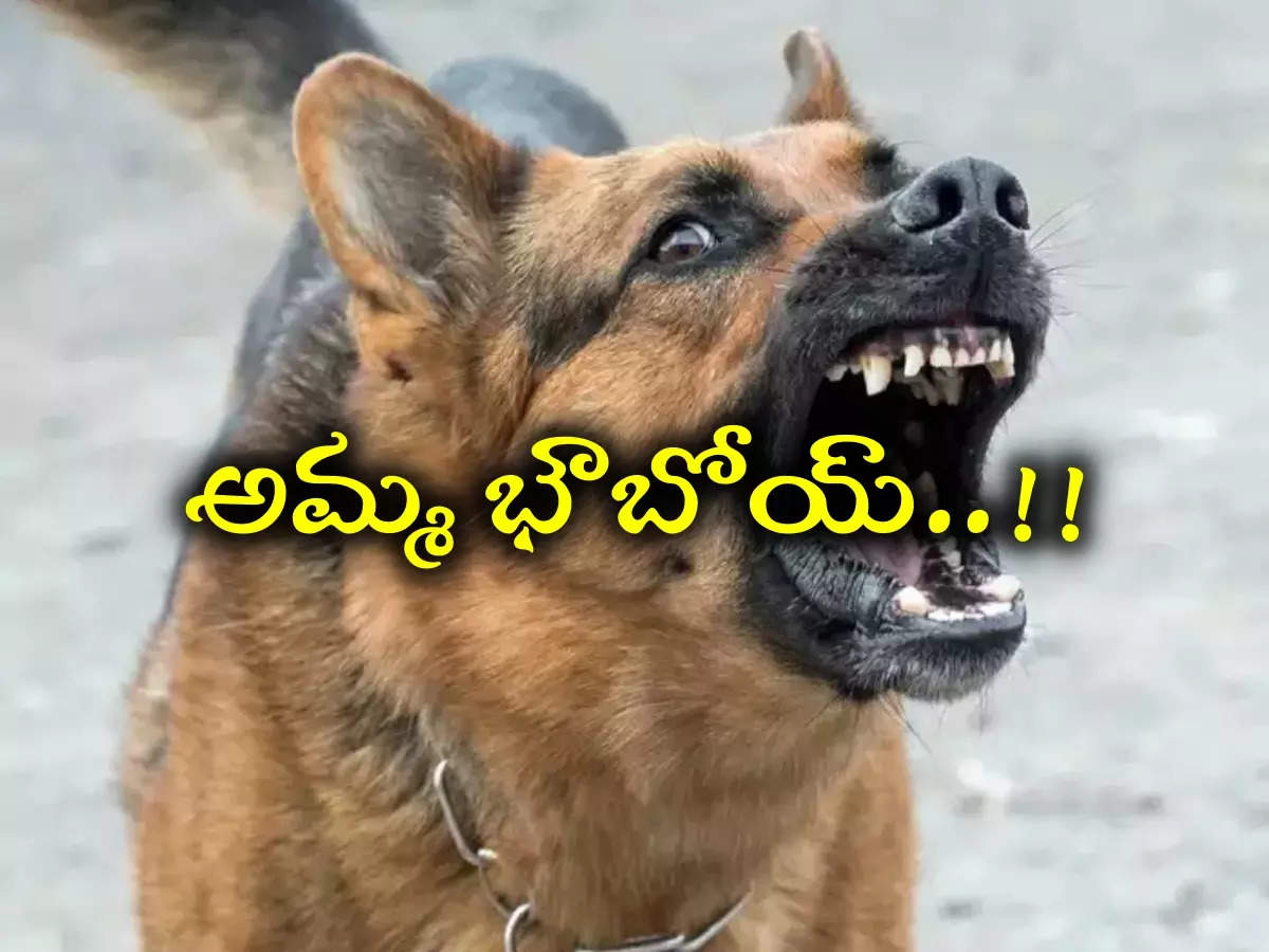 The loaded best sale dog in telugu