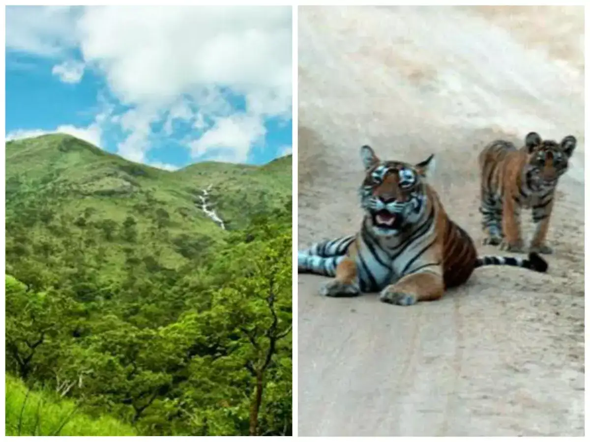 மேகமலை வனக்கோட்டத்தில் சட்ட விரோத ரிசார்ட்டுகள்.. ஆர்டிஐ அதிர்ச்சி ரிப்போர்ட்.! 