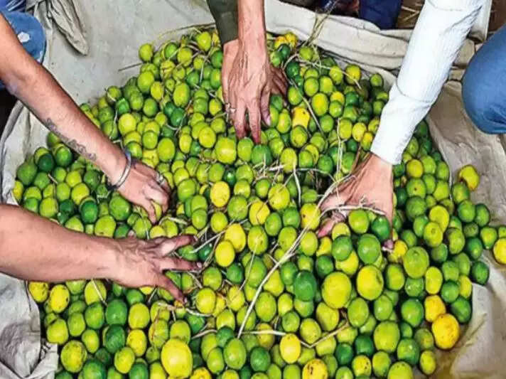 સંગ્રહખોરોના પાપે માગ ઘટવા છતાં નથી ઊતર્યા લીંબુના ભાવ, સાબરકાંઠા-મહેસાણા,  ગાંધીનગરના વેપારીઓ પોલીસની રડારમાં - lemon price hike continues ahmedabad  police ...