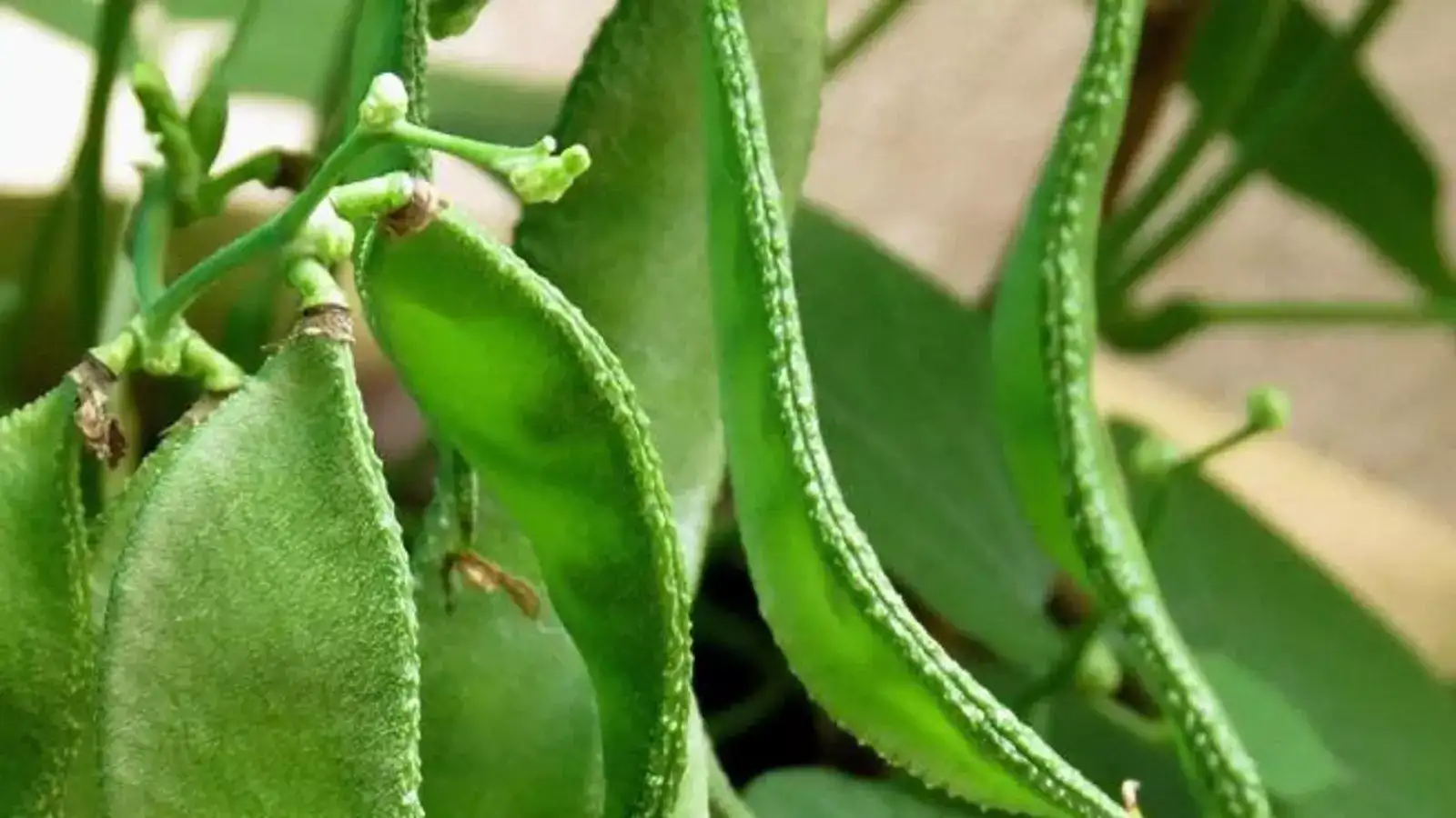 அவரைக்காய் விலை மீண்டும் உயர்வு.. இன்றைய காய்கறி விலைப் பட்டியல்! 