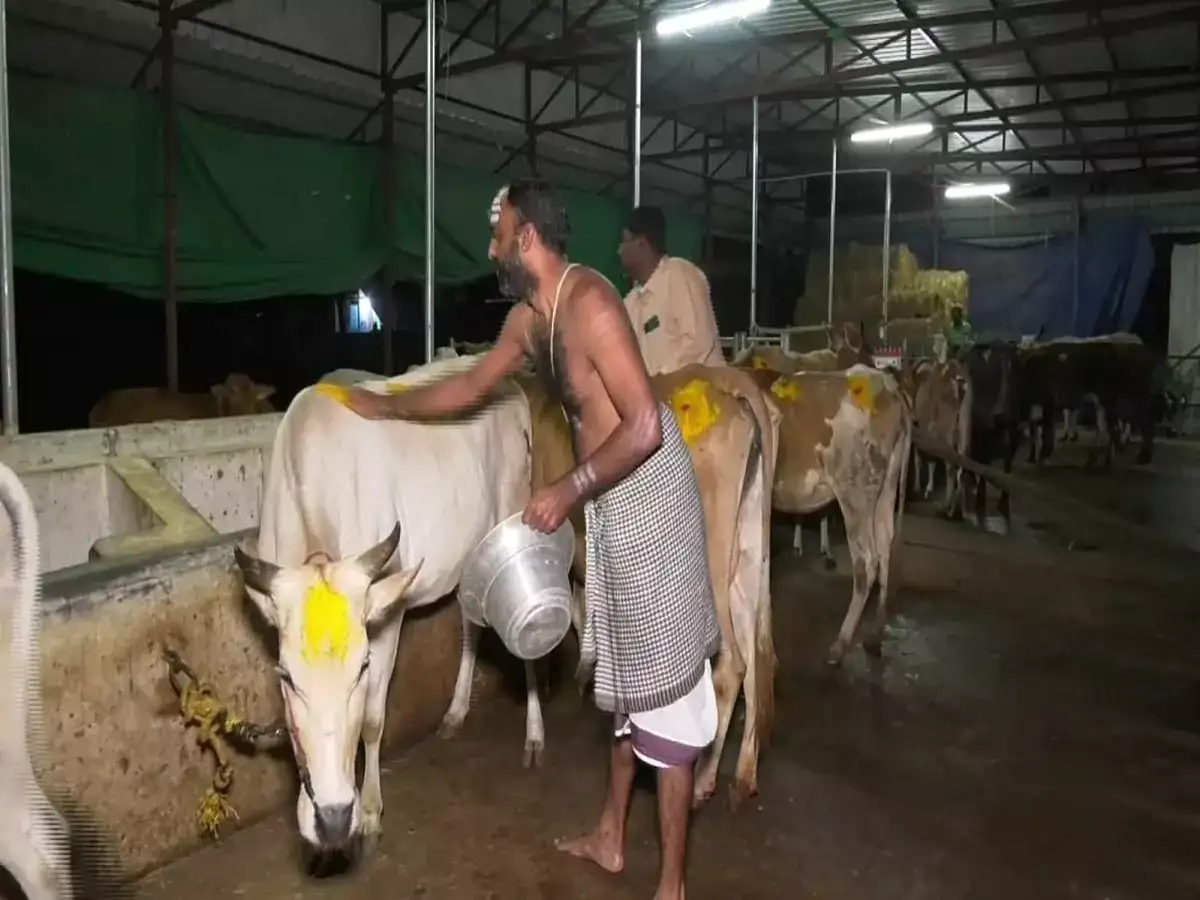 நெல்லையில் மாட்டுப் பொங்கல் விழா கோலாகலம்! 