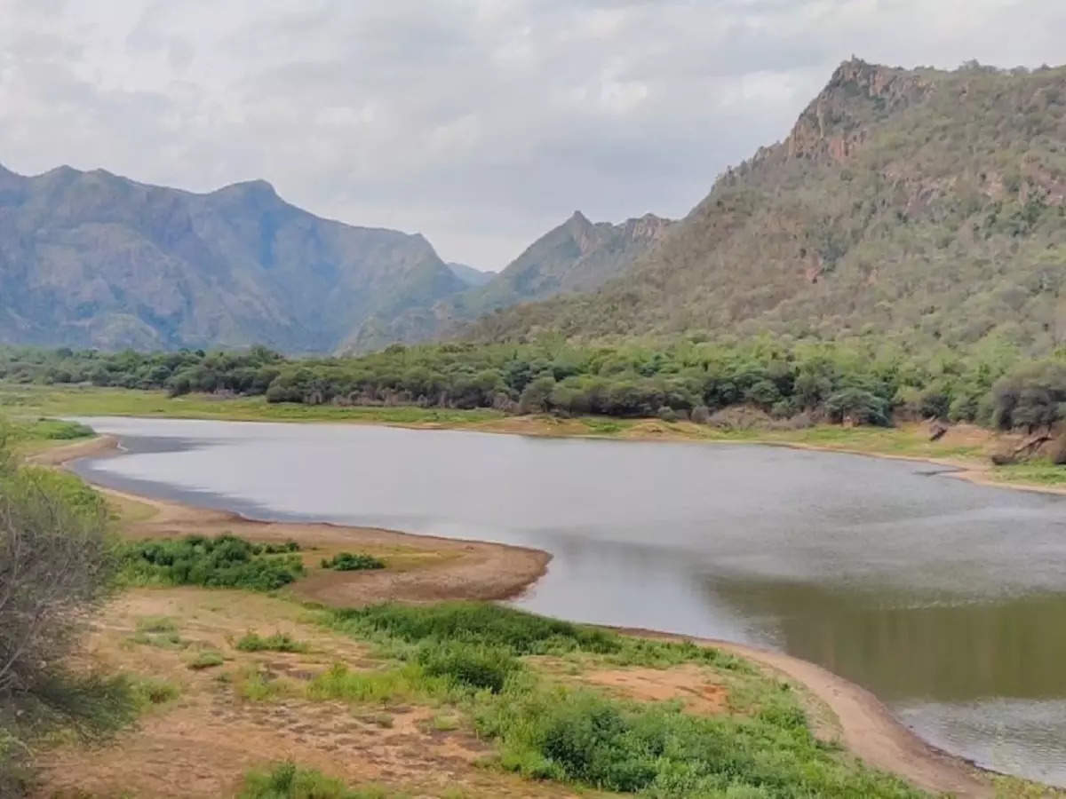 கோவிலாறு அணை,யானைகள் நடமாட்டம்