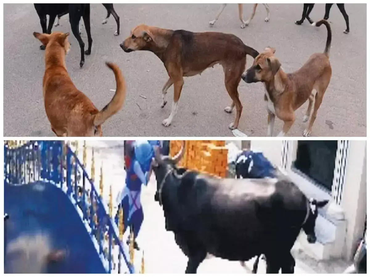 ஒரு பக்கம் மாடு...இன்னொரு பக்கம் தெருநாய்...முடியலப்பா- சென்னை மக்களே உஷார்! 