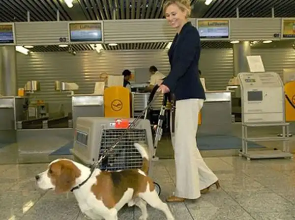 Собака в самолете. Перелет с собакой. Корги в самолете. Переноска для животных в аэропорту. Переноска для животных в аэропорту.