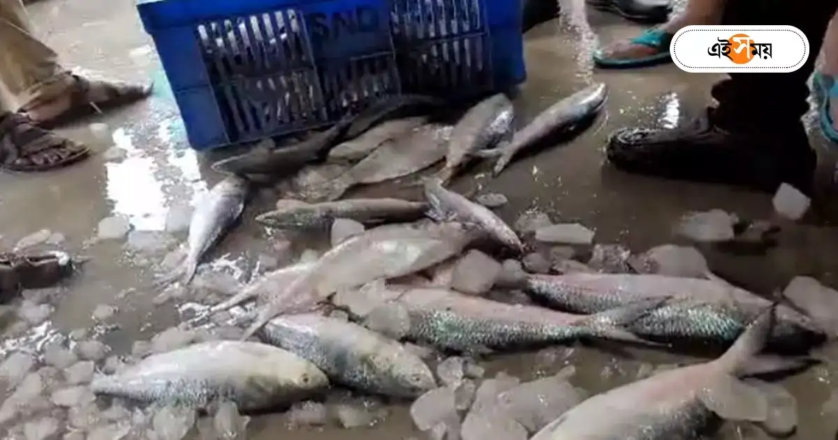 Hilsa Fish : দিঘার ইলিশের এ কী হাল! বিস্বাদ মাছ মুখে দিয়ে থু থু করছে বাঙালি – people are regretting as they do not get the taste of digha ilish like before Hilsa Fish : দিঘার ইলিশের এ কী হাল! বিস্বাদ মাছ মুখে দিয়ে থু থু করছে বাঙালি – people are regretting as they do not get the taste of digha ilish like before