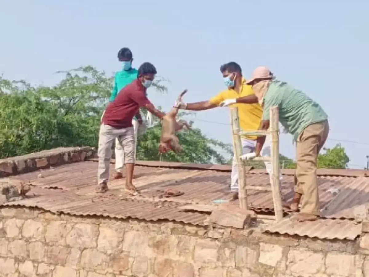 குடிநீர் தொட்டிக்குள் அழுகிய நிலையில் மிதந்த 30 குரங்குகள்.. இதையா குடிச்சோம்.. குமட்டும் மக்கள்.. தலை சுற்ற வைக்கும் வீடியோ! 